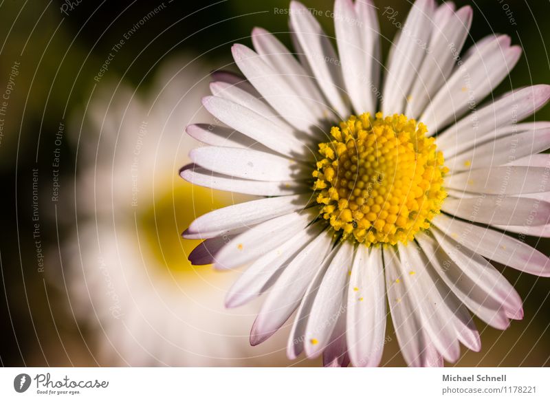 Blümchen Umwelt Natur Pflanze Sonnenlicht Frühling Sommer Blume Gänseblümchen Blühend leuchten Freundlichkeit Fröhlichkeit frisch Glück natürlich positiv gelb