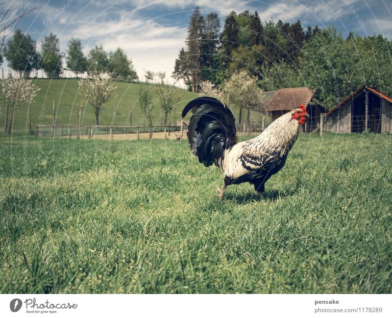 coqst du hier, coqst du da Natur Landschaft Urelemente Erde Himmel Wolken Frühling Sommer Baum Garten Wiese Oase Tier Haustier Nutztier 1 Zeichen Brunft