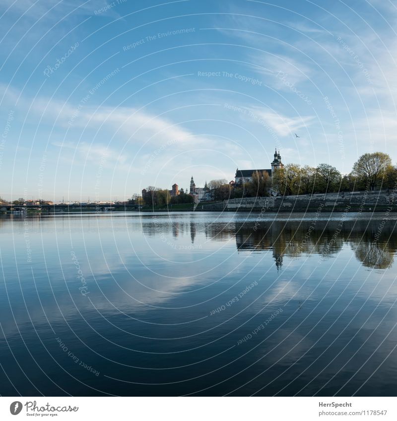 Weichselmorgen Baum Flussufer Fluß Wisla Krakow Stadt Stadtzentrum Altstadt Kirche Burg oder Schloss Gebäude Sehenswürdigkeit frisch schön blau Morgendämmerung