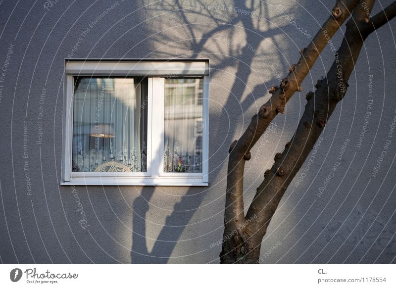 lichtspiele Häusliches Leben Wohnung Haus Dekoration & Verzierung Lampe Gardine Schönes Wetter Baum Mauer Wand Fenster Kerze Farbfoto Außenaufnahme Menschenleer