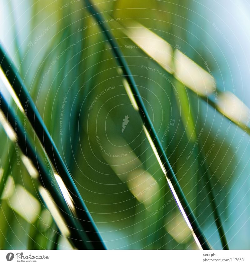 Binsen Schilfrohr Röhricht Biotop Blüte Blühend Blume Gras Halm Pflanze Natur Kräuter & Gewürze wedel Umwelt Riedgras Süßgras spirre Hintergrundbild abstrakt