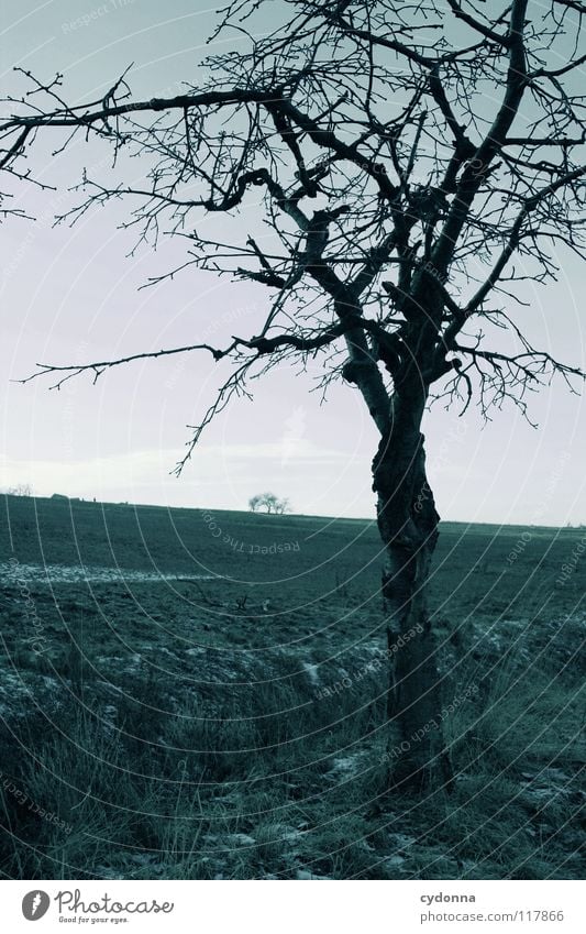 ABWARTEN Winter kalt Einsamkeit ruhig Feld gefroren Stimmung Sehnsucht Erscheinung Baum bewegungslos dunkel ungemütlich Horizont einzeln Silhouette schwarz