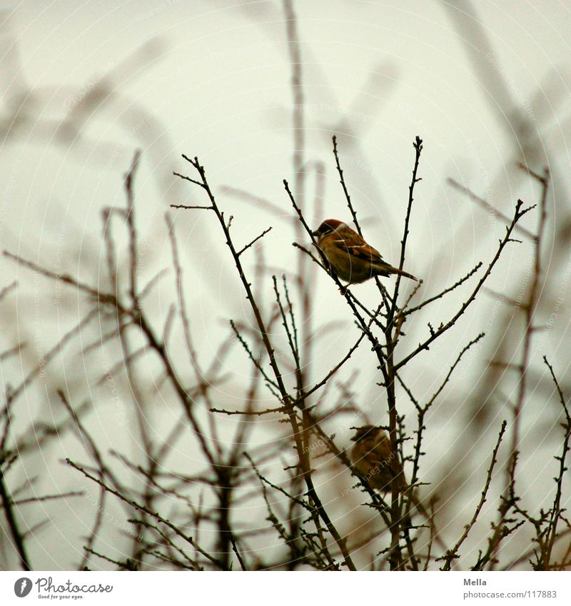 Spatzenwinter III Vogel klein 2 Zusammensein Ehe Baum Sträucher trist leer laublos Blatt fehlen kalt Einsamkeit grau Farblosigkeit Silberstreif Horizont Wunsch