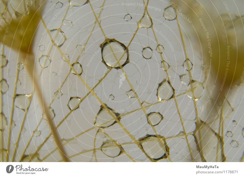 Abstraktes Makrofoto Pflanze Regen Blume Wiese Tropfen lustig natürlich grün schwarz weiß Löwenzahn Wasser Tau viele mehrere Frühling Schönling organisch