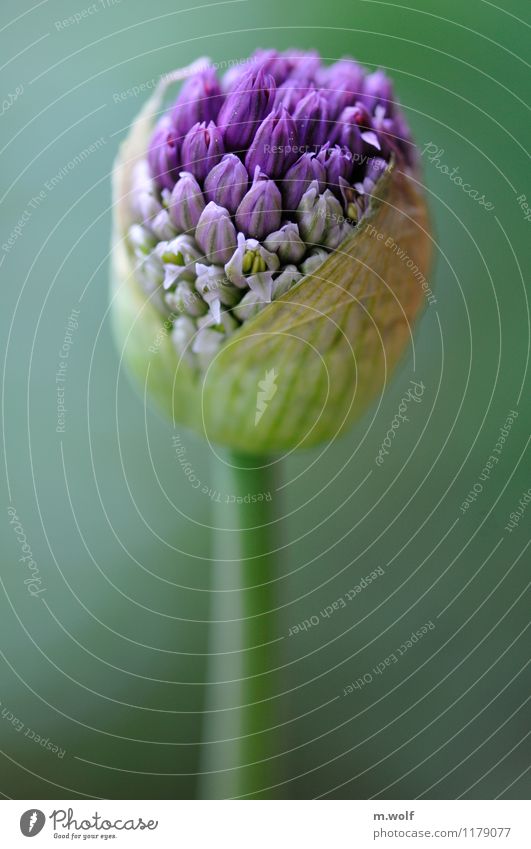 Zierlauch Umwelt Natur Pflanze Frühling Grünpflanze Nutzpflanze Porree Garten Park ästhetisch frisch schön kalt blau grün violett Frühlingsgefühle Beginn