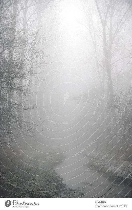 foggy woods #1 Nebel Einsamkeit kalt dunkel Baum Winter Wald Bach nass feucht Fluss gefroren Natur Nebelstimmung cold tree trees baeme Wasser Frost frozen