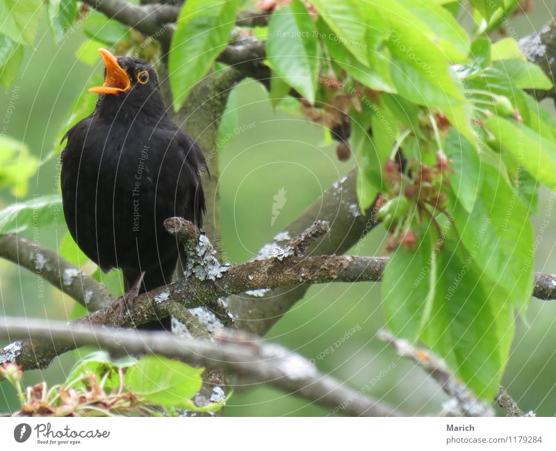 singende Amsel Vogel 1 Tier hören authentisch frei Fröhlichkeit nah Gefühle Stimmung Freude Glück Lebensfreude Frühlingsgefühle Tierliebe einzigartig