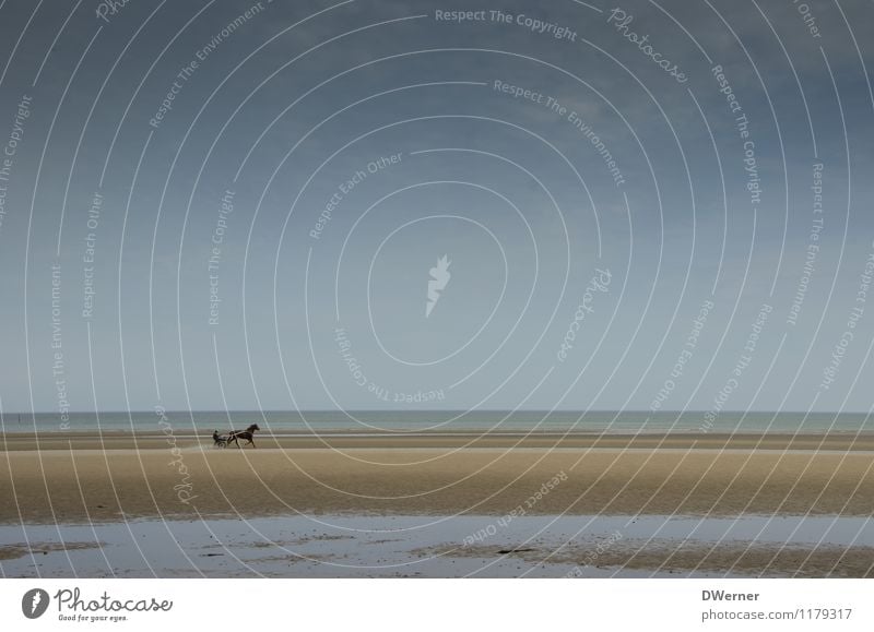 Strand Freude Freizeit & Hobby Reiten Abenteuer Reitsport Rennbahn Mensch Umwelt Natur Sand Wasser Wetter Küste Nordsee Pferd laufen Tierliebe Pferderennen