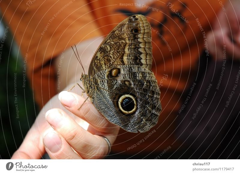 Noch eine Schönheit auf der Hand Natur Schönes Wetter Tier Wildtier Schmetterling Flügel 1 füttern sitzen außergewöhnlich exotisch Freundlichkeit glänzend