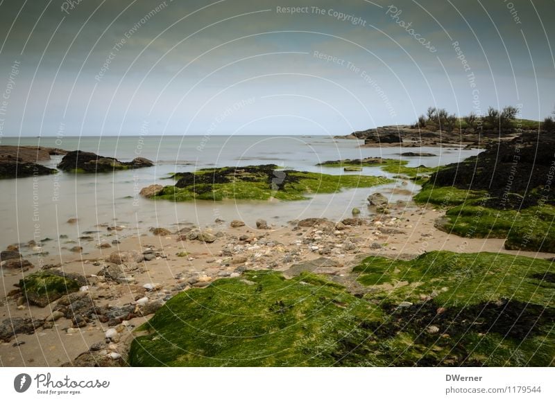 noch mehr Normandie Ausflug Abenteuer Strand Meer Umwelt Natur Landschaft Pflanze Urelemente Sand Wasser Himmel Schönes Wetter Sträucher Moos Küste Bucht Fjord