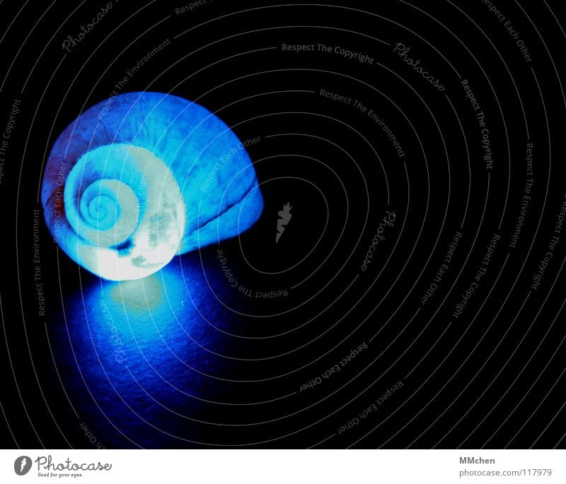 Nachmieter gesucht Schneckenhaus Warnleuchte dunkel Beleuchtung fossil Spirale gedreht schön unnatürlich Röntgenstrahlen Kalk Schutzhülle Bauchnabel Garnspulen