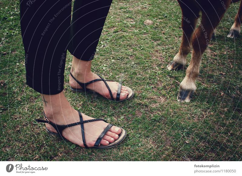 zehen_look Reiten Fuß Wiese Boden Pferd Huf stehen Zusammensein Einigkeit Tierliebe standhaft Freundschaft Fürsorge Standfest nebeneinander seite an seite