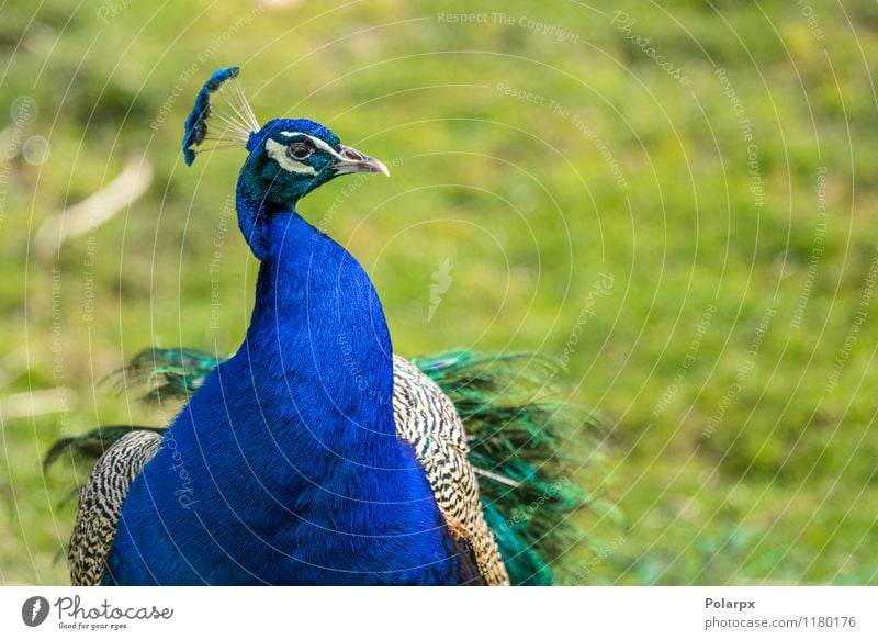 Pfau männlich elegant Garten Mann Erwachsene Natur Tier Park Vogel natürlich wild blau grün Stolz Farbe Cristatus Pavo Inder Gefieder Feder Kopf Tierwelt