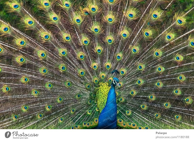 Pfau Abbildung elegant Garten Mann Erwachsene Natur Tier Vogel natürlich wild blau grün Stolz Farbe Cristatus Pavo Inder Gefieder Feder Kopf Tierwelt Leitwerke