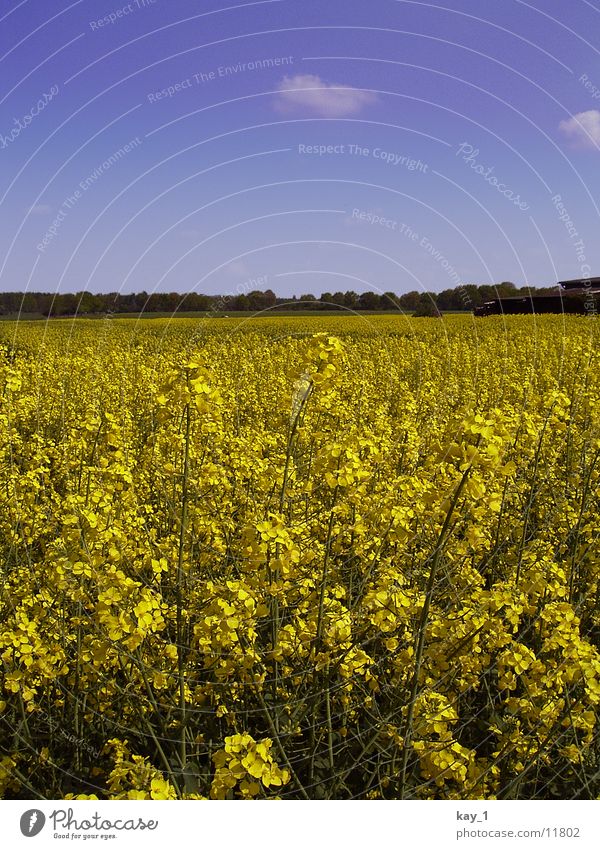 Rapsfeld2 Feld gelb Landwirtschaft colza