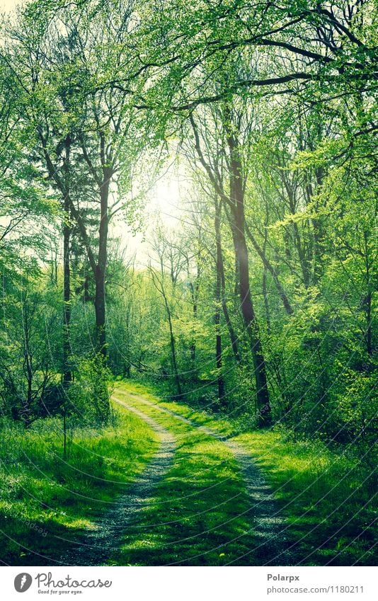 Grüner Wald schön Sommer Sonne Umwelt Natur Landschaft Pflanze Frühling Herbst Baum Blatt Park Straße Wege & Pfade hell natürlich grün Farbe Buchsbaum