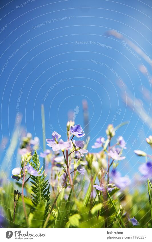 summerfeeling Natur Pflanze Himmel Wolkenloser Himmel Sommer Schönes Wetter Blume Gras Blatt Blüte Wildpflanze Veronica Garten Park Wiese Feld Blühend Duft