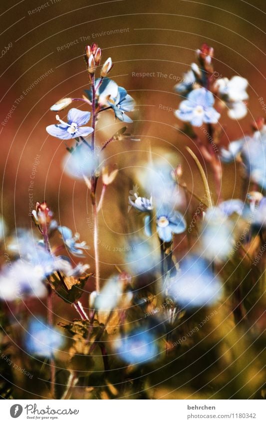 es ist schön, sich zu erinnern... Natur Pflanze Frühling Sommer Schönes Wetter Blume Gras Blatt Blüte Wildpflanze Veronica Garten Park Wiese Feld Blühend Duft