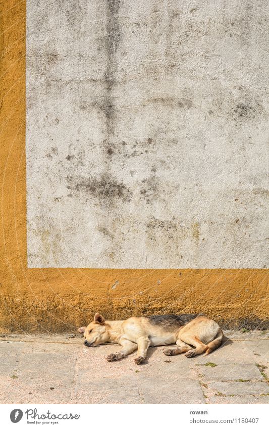 ausruhen Tier Hund 1 heiß schlafen ruhig Erholung Wärme Portugal Mauer Sommer Haustier Pause Sonnenbad Farbfoto Außenaufnahme Menschenleer Textfreiraum oben