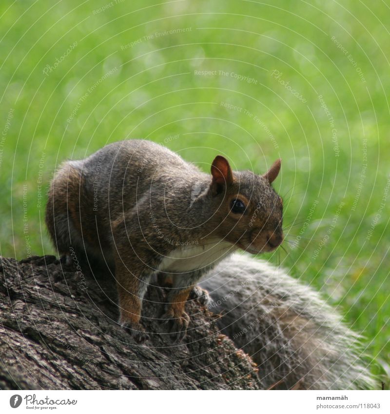 Lieblingstier: Eichhörnchen! Teil 3 Pfote buschig süß klein niedlich Baum Wiese Gras Toronto Park Geschwindigkeit braun Fell Nagetiere Säugetier squirrel