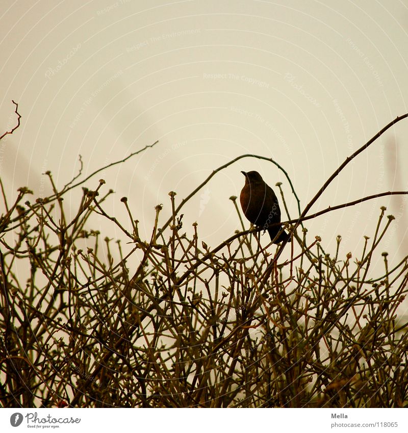 Amselwinter Vogel Drossel Winter überwintern Sträucher leer laublos fehlen kalt Gezwitscher singen Einsamkeit trüb grau trist braun gekrümmt unten hocken