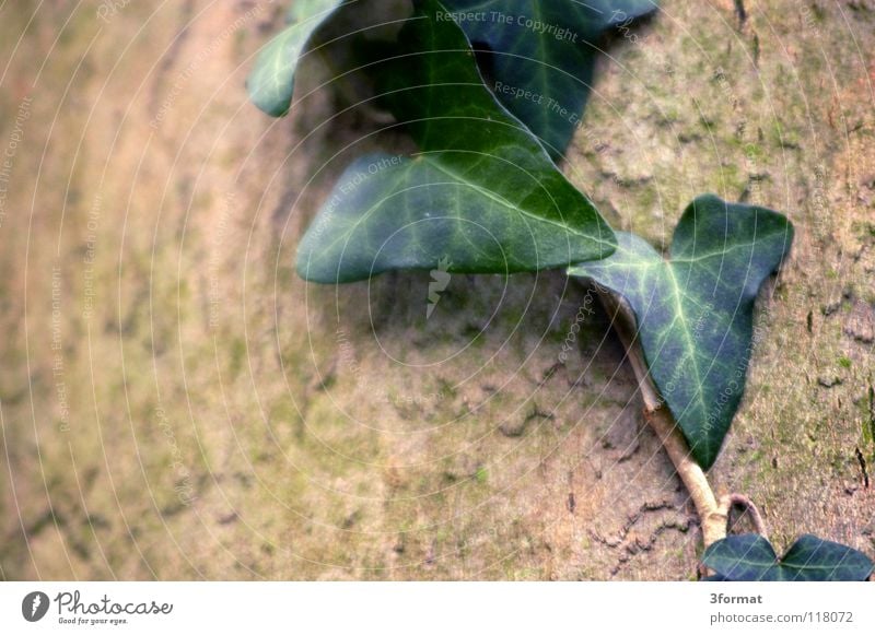 efeu Sträucher Baum Geäst Blatt Blüte Nieselregen feucht Trauer Märchen fantastisch träumen Verhext Einsamkeit trist November kalt Tau Morgen Nebel Herbst