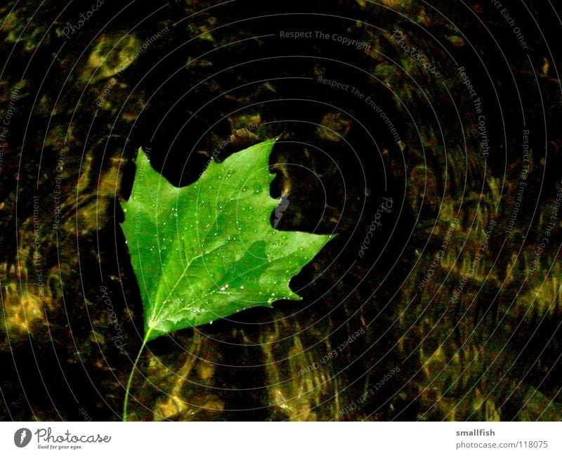 Blatt grün Licht nass Flüssigkeit Herbst Wasser ruhig Kontrast Im Wasser treiben