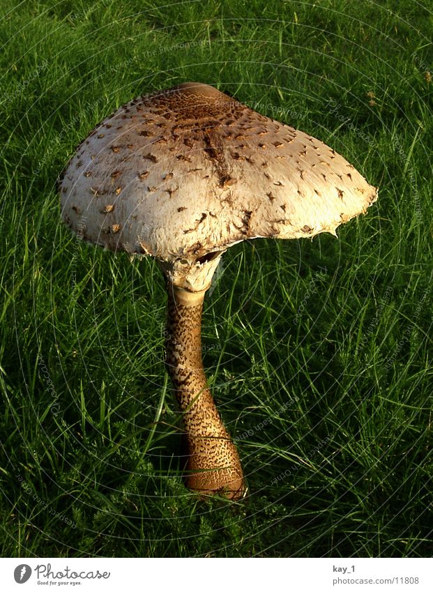 Ein Pilz im Grünen Pflanze Wiese nah Sonnenlicht Hut