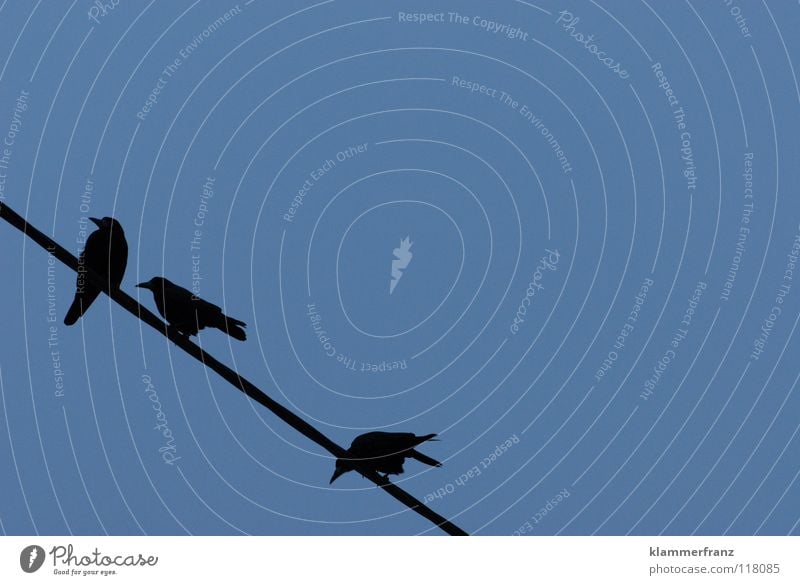 Fernsehen Vogel Krähe schwarz weiß grau dunkel trüb verwaschen Rabenvögel ruhig Unendlichkeit Leben Nacht Trauer Vergänglichkeit kommen gehen Fröhlichkeit