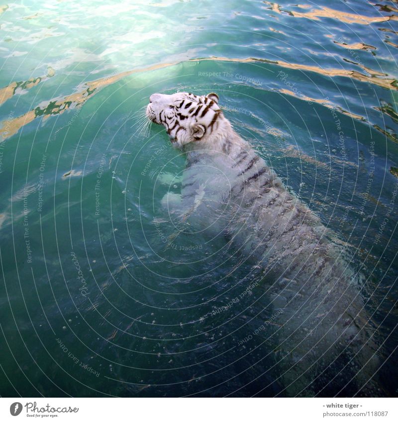 Nasse Katze Tier Wasser nass blau schwarz weiß Tiger Schnauze Farbfoto Außenaufnahme Tag Reflexion & Spiegelung Schwimmen & Baden Menschenleer 1