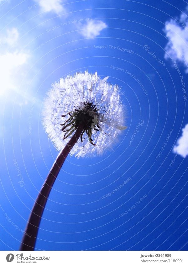 Sommer Blume Löwenzahn heiß schön Frühling Ferien & Urlaub & Reisen Wolken Physik Wiese lieblich träumen ruhig Himmel Sonne blau heis Wärme Blauer Himmel