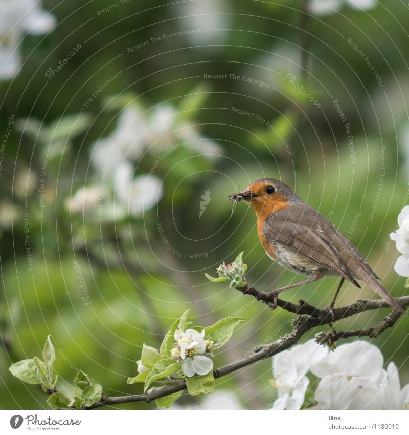 Rast Rotkehlchen Vogel Apfelblüte Baum Frühling Ast