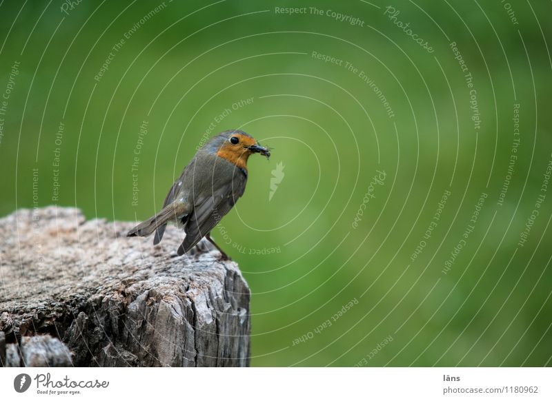 überblick Garten Park Wiese Wildtier Rotkehlchen 1 Tier beobachten warten Außenaufnahme Tierporträt