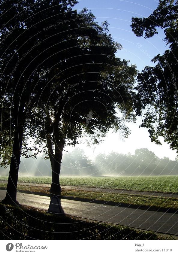 nebelsonne Nebel Baum Morgen morning fog trees sunrise