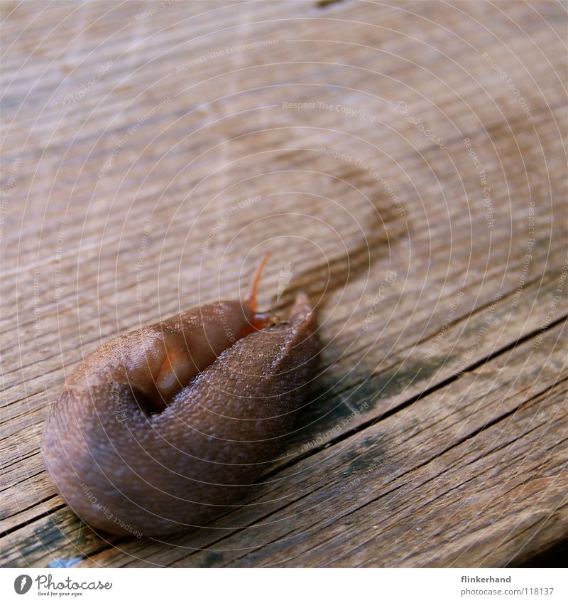 U-Turn Schnecke drehen umkehren Schleimspur Holz Flur Holzfußboden Terrasse Sommer Fühler Nacktschnecken nass feucht braun Wende Ankunft kommen Schwanz Kuscheln