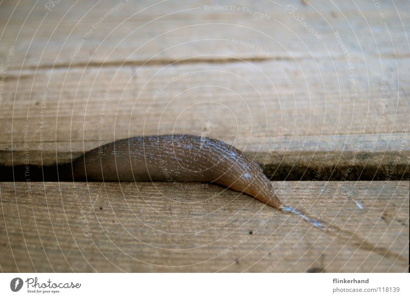 Ich bin dann mal weg! Nacktschnecken flüchten krabbeln langsam Flur Holzfußboden Terrasse Schleimspur ruhig kopflos braun glänzend Makroaufnahme Nahaufnahme