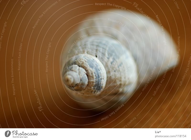 Fundstück Schneckenhaus Muschel Haus Spirale gedreht Meer See Meeresfrüchte Schraube Mangel Rarität Kalk Dekoration & Verzierung Schmuck rund finden Basteln