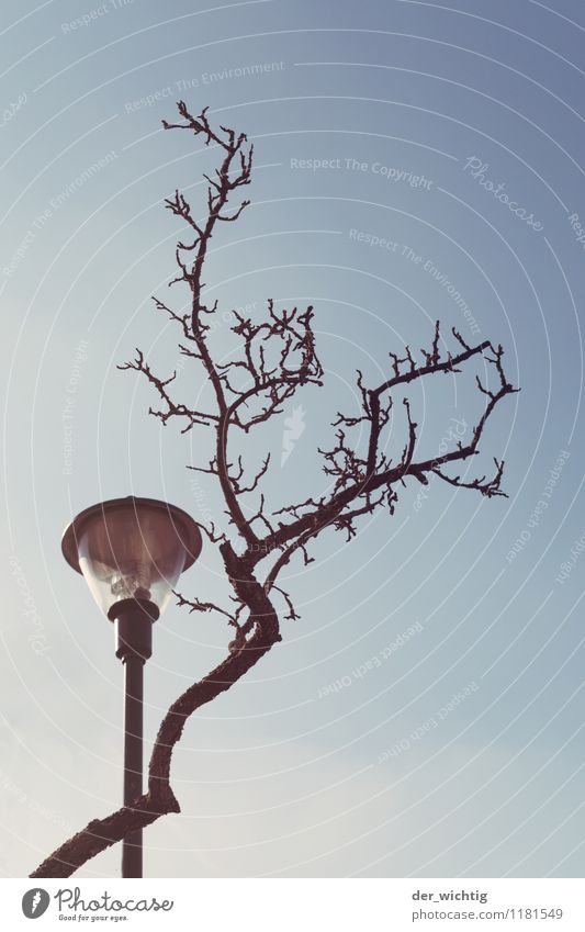 Green Energy Umwelt Natur Himmel Sonnenlicht Frühling Schönes Wetter Wärme Baum Straßenbeleuchtung Lampe ästhetisch hoch natürlich trist blau grün weiß Farbfoto