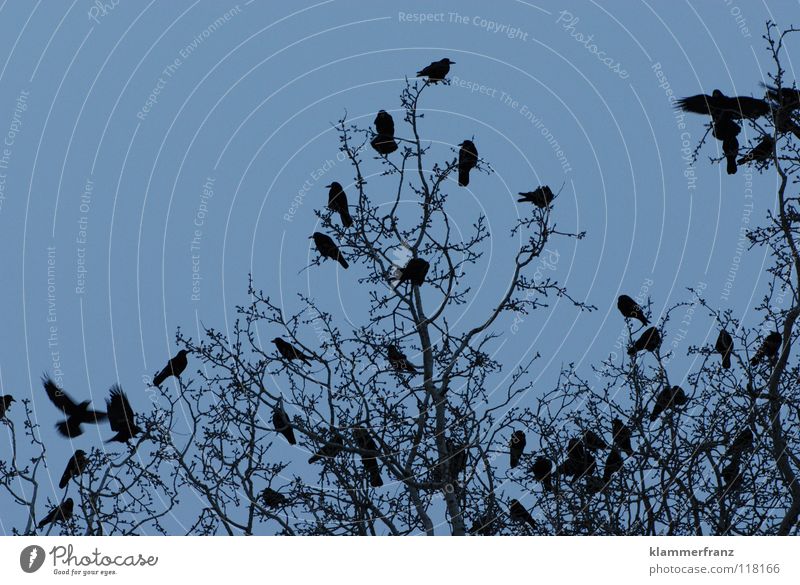 Vögelbaum Rabenvögel Baum Blatt Laubbaum Krähe Winter kalt gefroren erfrieren Park Gemälde Wolken grau schwarz weiß Am Rand Sträucher Vogel rund Parkbild Bild