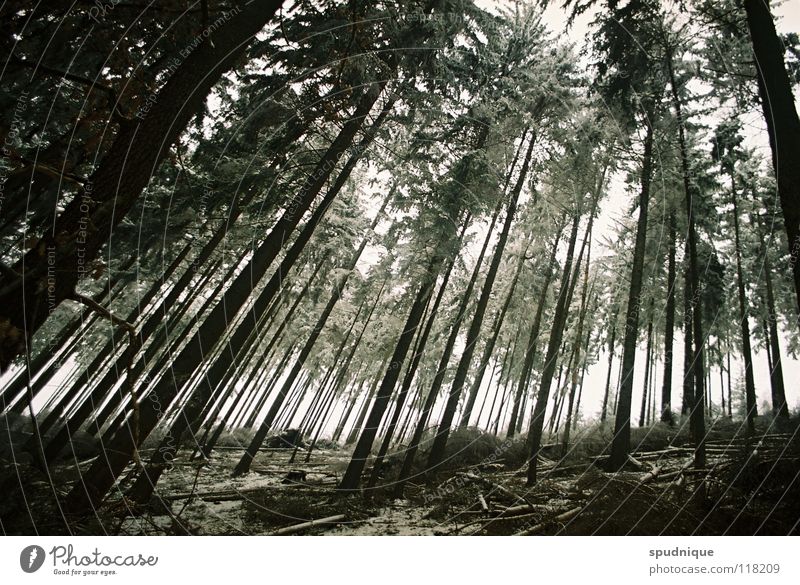 unter holz Holz Wald Baum Nadelwald Fichte Waldboden Unterholz Winterwald kalt Raureif Wäldchen Angst Panik fischaugenperspektive Perspektive geschlossen Schnee