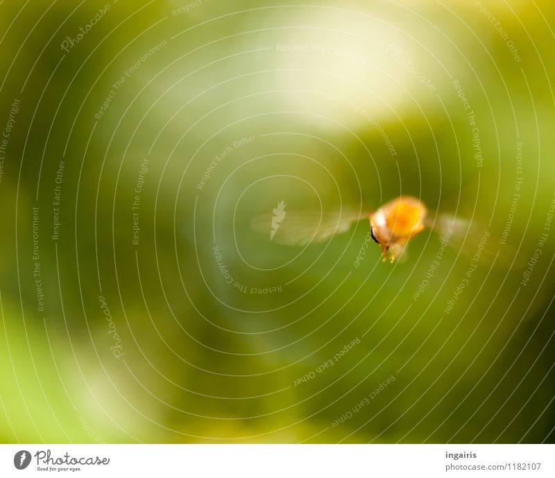 Fly away Natur Garten Tier Fliege Insekt Schwebfliege rennen Bewegung fliegen ästhetisch natürlich Geschwindigkeit grün orange weiß Stimmung Farbfoto