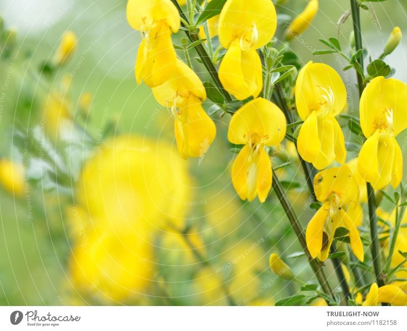 Gegen Regentage... Natur Pflanze Luft Sommer Schönes Wetter Wärme Sträucher Blatt Blüte Ginster Ginsterblüte Garten Fröhlichkeit frisch Gesundheit glänzend hell