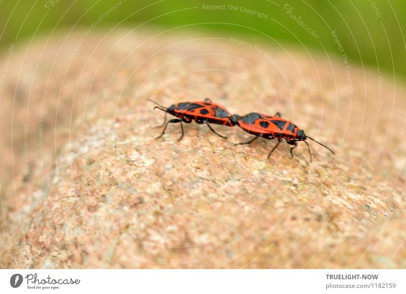 Encounter Natur Schönes Wetter Garten Stein Tier Insekt Feuerwanze Wanze 2 Tierpaar Brunft berühren krabbeln Sex ästhetisch Ekel Erotik frech frei klein braun