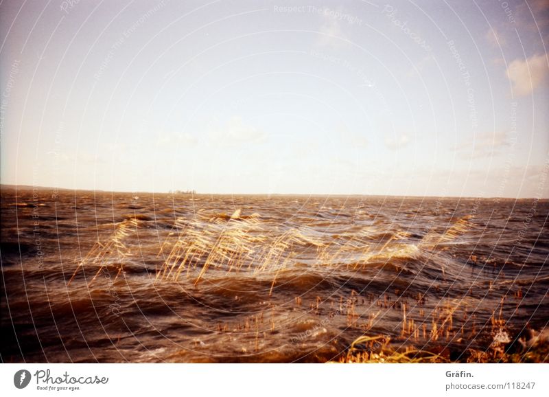 Aufgewühlt Meer See Sturm Wellen Gischt Schilfrohr Steinhuder Meer Hannover Binnensee Geplätscher Naturgewalt Ferne Horizont Wolken Sehnsucht Festung Winter