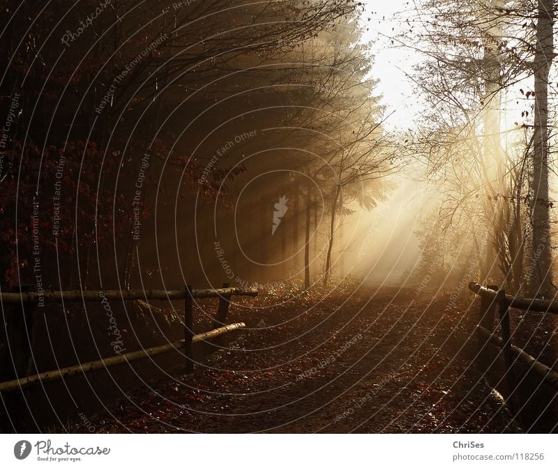 Brücke ins Licht Nebel Morgen Sonnenaufgang Winter Herbst schlechtes Wetter feucht nass kalt Strahlung Physik niedlich Blatt schwarz braun Baum Tunnel Romantik