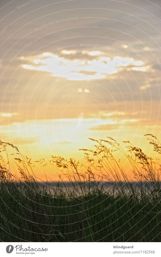 The Sun Goes Down Glück harmonisch Erholung ruhig Ferne Freiheit Sommer Sommerurlaub Sonne Strand Meer Umwelt Natur Landschaft Pflanze Wasser Himmel Wolken