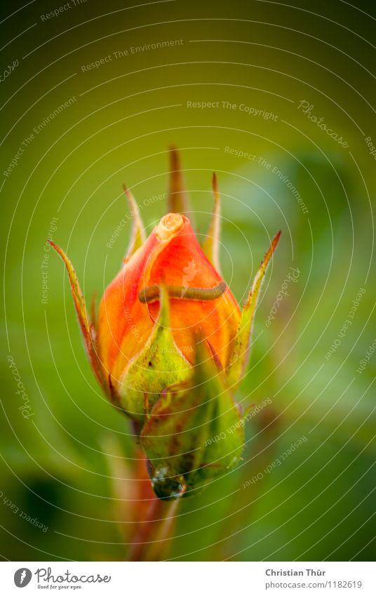 Rose elegant Umwelt Natur Pflanze Tier Sonne Sonnenlicht Frühling Sommer Schönes Wetter Blatt Blüte Garten Park Wiese beobachten Blühend Duft ästhetisch