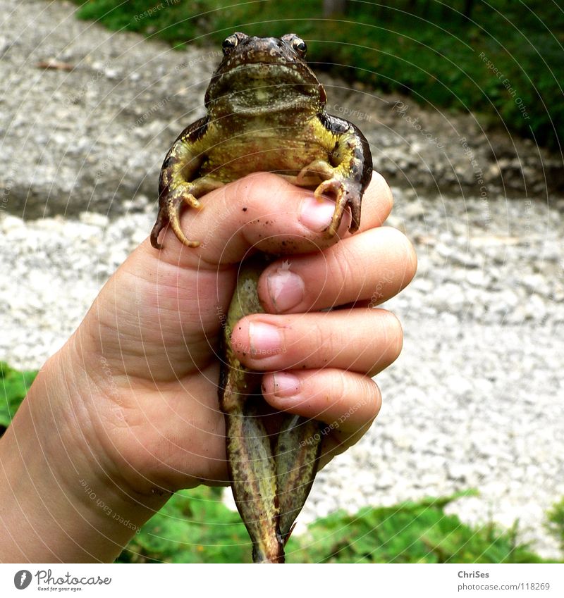 gefangen: Der Froschkönig Lurch Grasfrosch Tier hüpfen springen Wiese Feld Moorfrosch Unke Ekel Quaken braun Hand Küssen Märchen drücken Blick Verhext Allgäu