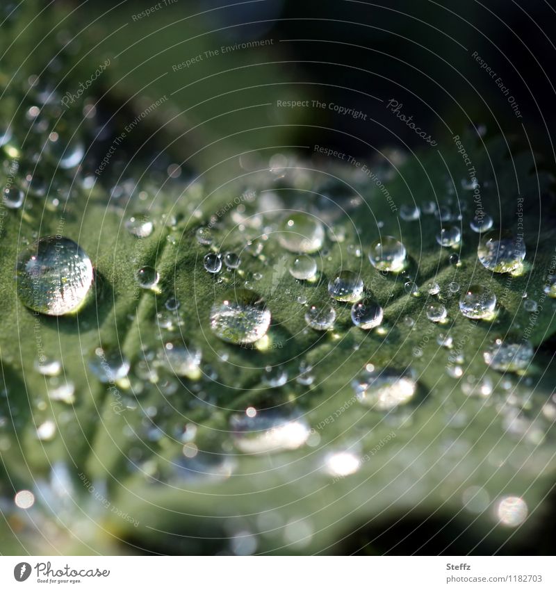 Frauenmantel mit Lotuseffekt und Lichtspiegelung hydrophob Frauenmantelblatt Frühlingsregen Regen Regentropfen April Aprilwetter Lichtreflexe Lichteinfall