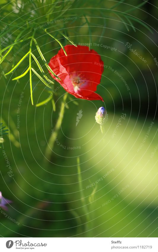 alles blüht auf der Wiese Mohn Mohnblüte roter Mohn blühender Mohn rote Blume Wiesenblume blühende Wildblume blühende Blume Wildblumen Kornblume Blütezeit